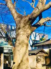 龍ケ崎八坂神社の自然