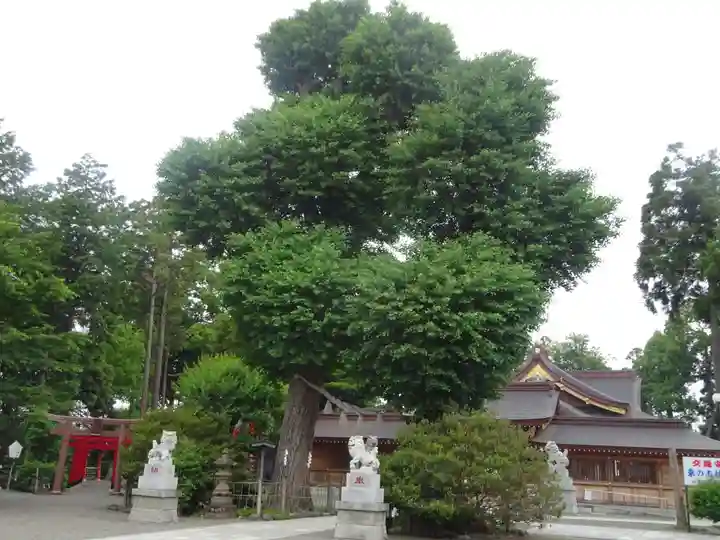亀ケ池八幡宮の自然