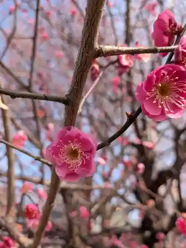 成願寺(東京都)