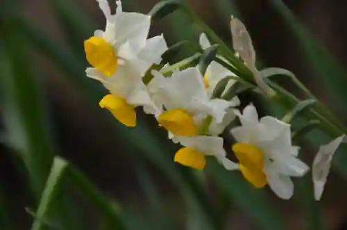 世木神社の自然