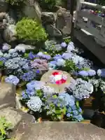 岡寺(龍蓋寺)(奈良県)
