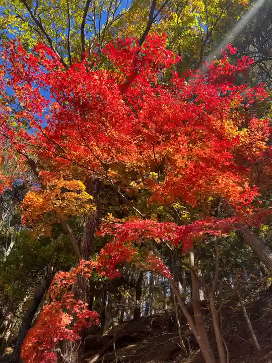 新倉富士浅間神社の自然