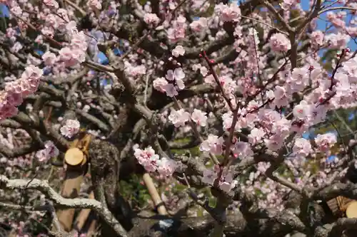 伊勢神宮内宮（皇大神宮）の自然