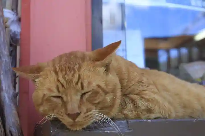 南法華寺(壷阪寺)の動物