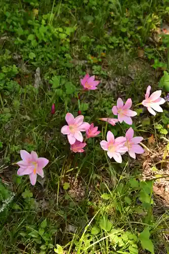 岡森神社(愛媛県)