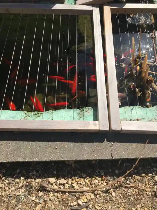 八坂神社(上のやさかさん)の動物