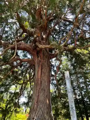 糠部神社の自然