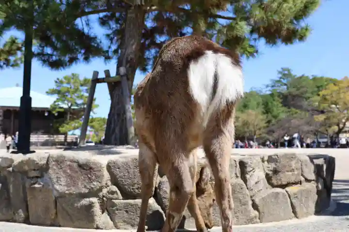 厳島神社(広島県)