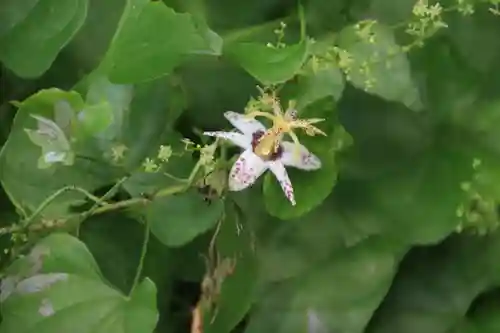 鹿島大神宮の自然