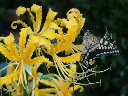 横浜　西方寺の動物