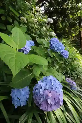 長谷寺(神奈川県)