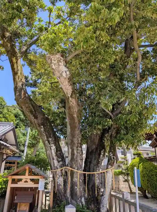 素盞嗚尊神社(江坂神社)(大阪府)