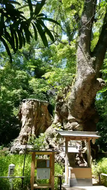 來宮神社(静岡県)
