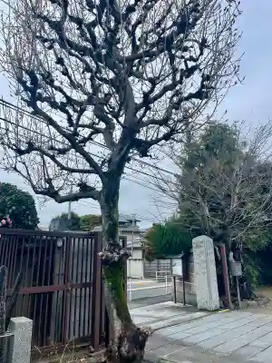 常泉寺(東京都)