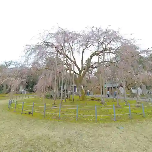 足羽神社の御朱印