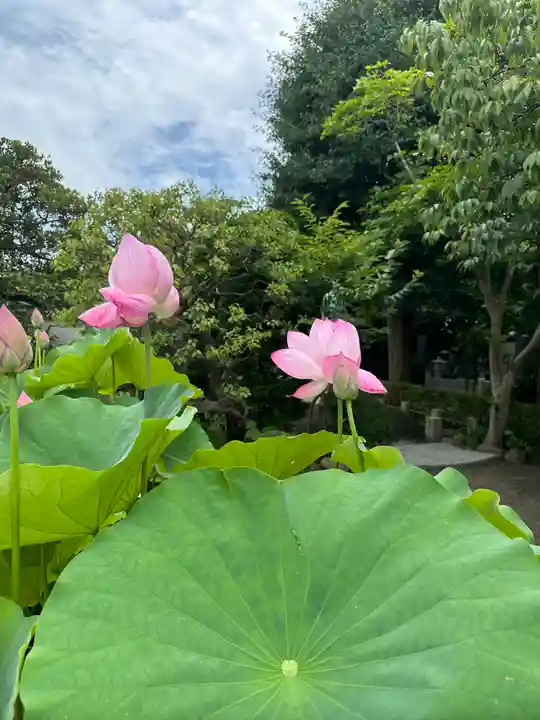 本瑞寺(神奈川県)