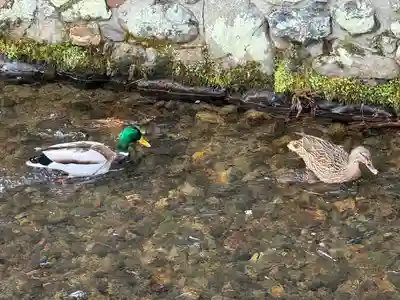 賀茂別雷神社（上賀茂神社）(京都府)