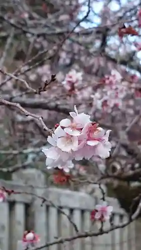 久遠寺の自然