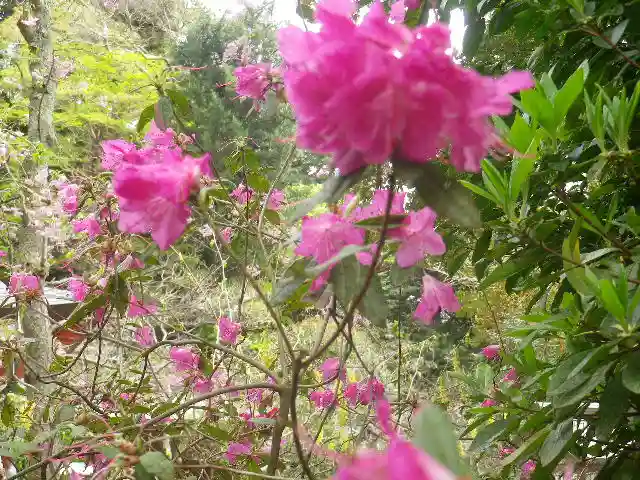 荏柄天神社の自然