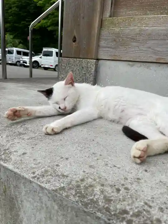 御誕生寺(猫寺)の動物