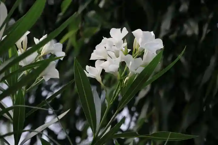 阿久津「田村神社」(郡山市阿久津町)旧社名:伊豆箱根三嶋三社の庭園