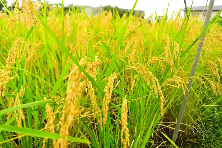 瀧神社(東京都)