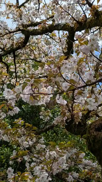 平野神社(京都府)