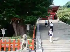 鶴岡八幡宮の狛犬