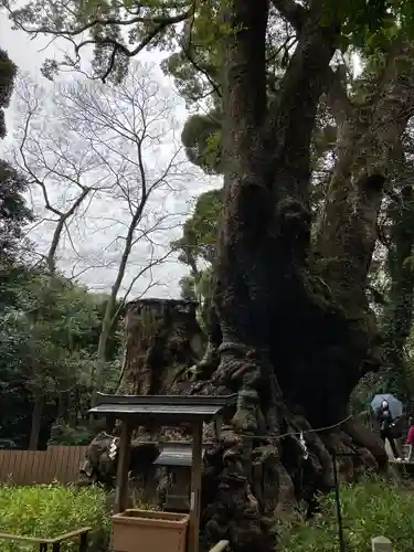 來宮神社(静岡県)