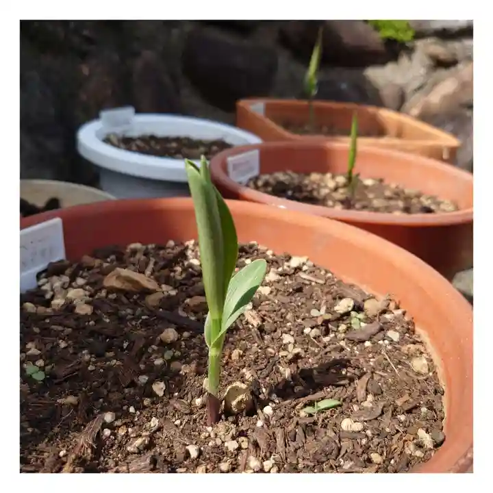 岐阜稲荷山本社の自然