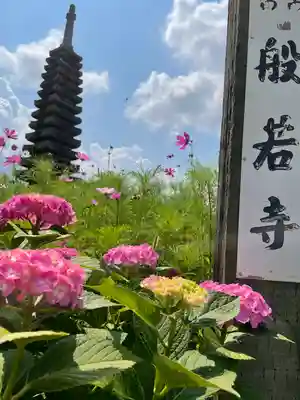 般若寺 ❁﻿コスモス寺❁(奈良県)