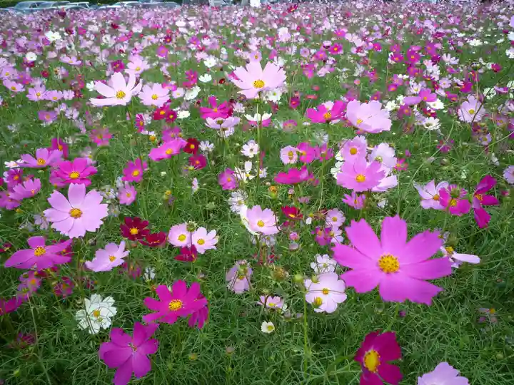 金刀比羅神社の周辺