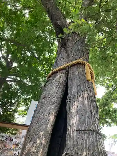 札幌諏訪神社の自然