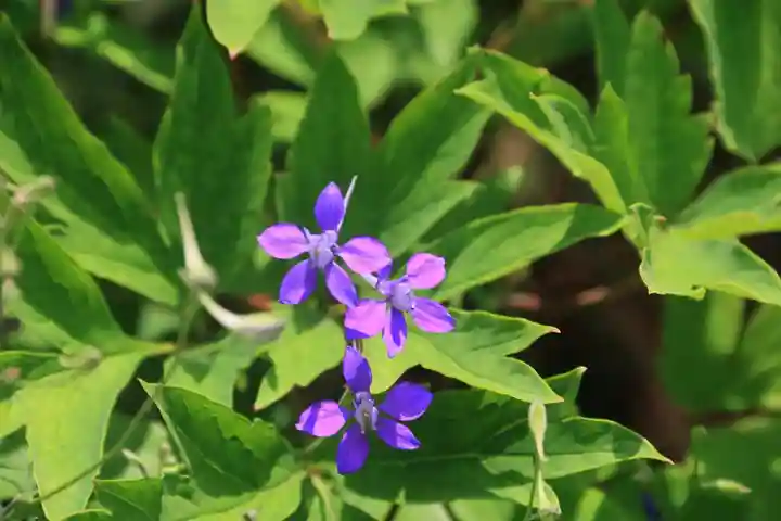 御嶽山神社の庭園