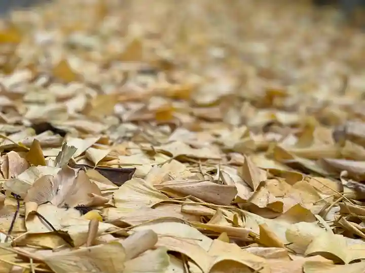 縣神社(京都府)