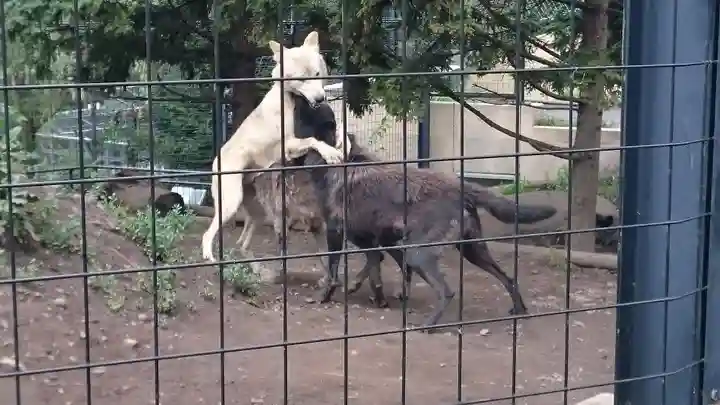 旭川神社の動物