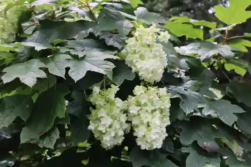 高幡不動尊　金剛寺(東京都)