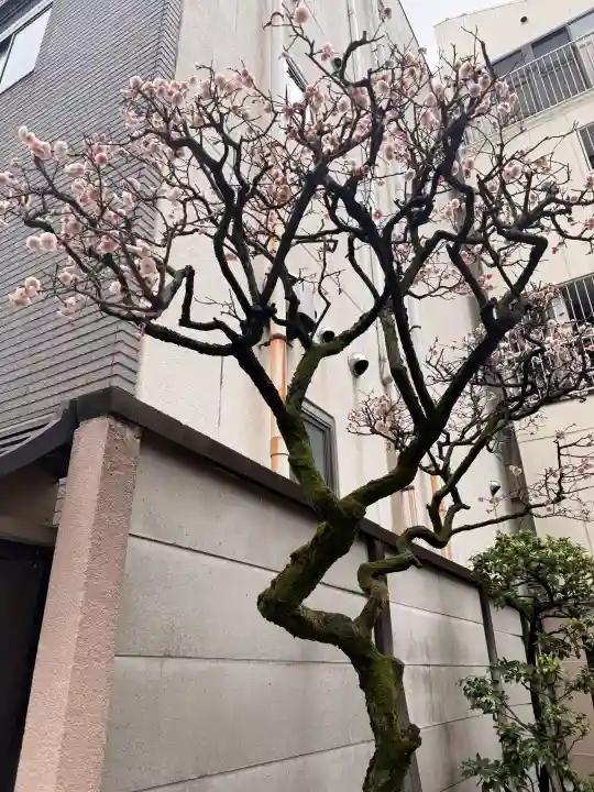 神楽坂安養寺の{uncategorized: "未分類", other: "その他", undefined: "問題あり", building: "その他建物", grave: "お墓", sacred_gate: "鳥居", guardian: "狛犬", statue: "像", buddha: "仏像", history: "歴史", nature: "自然", garden: "庭園", animal: "動物", pagoda: "塔", temizu: "手水舎", mountain_gate: "山門・神門", sanctuary: "本殿・本堂", subordinate: "末社・摂社", art: "芸術", scenery: "景色", jizo: "地蔵", ema: "絵馬", goshuin: "御朱印", omikuji: "おみくじ", items: "授与品その他", amulet: "お守り", goshuincho: "御朱印帳", eats: "食事", festival: "お祭り", votive_dance: "神楽", shichigosan: "七五三参", wedding: "結婚式", experience: "体験その他", initially: "初詣", around: "周辺", anti_infection: "感染症対策"}