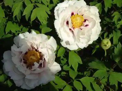 牡丹稲荷神社の自然