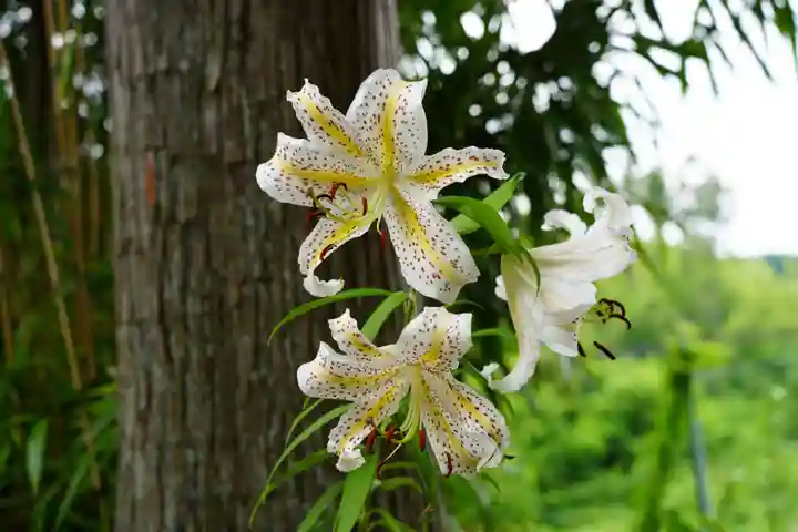和田神社の自然