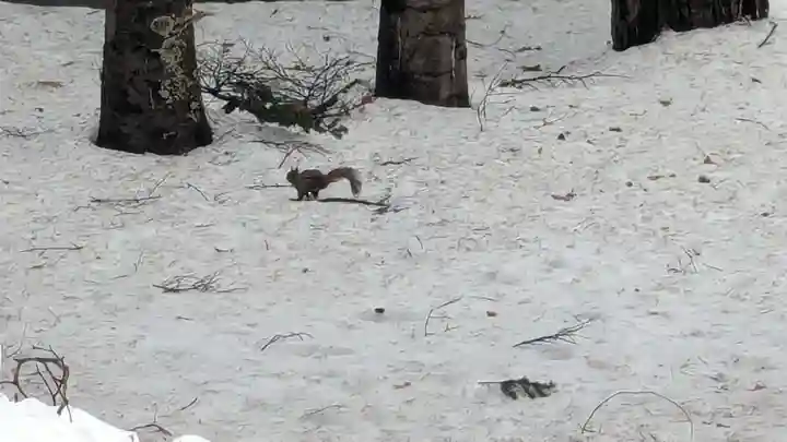 上川神社(北海道)