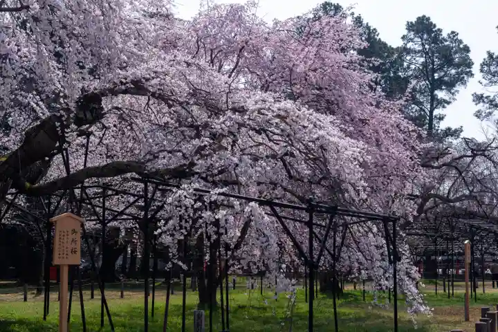 賀茂別雷神社(上賀茂神社)(京都府)