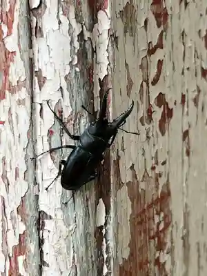 千代ケ岡八幡宮(栃木県)