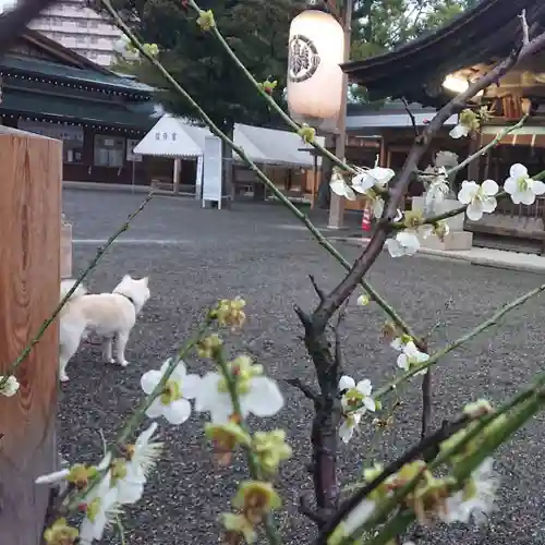 尾張大國霊神社（国府宮）の自然