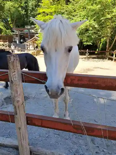 丹生川上神社（下社）の動物