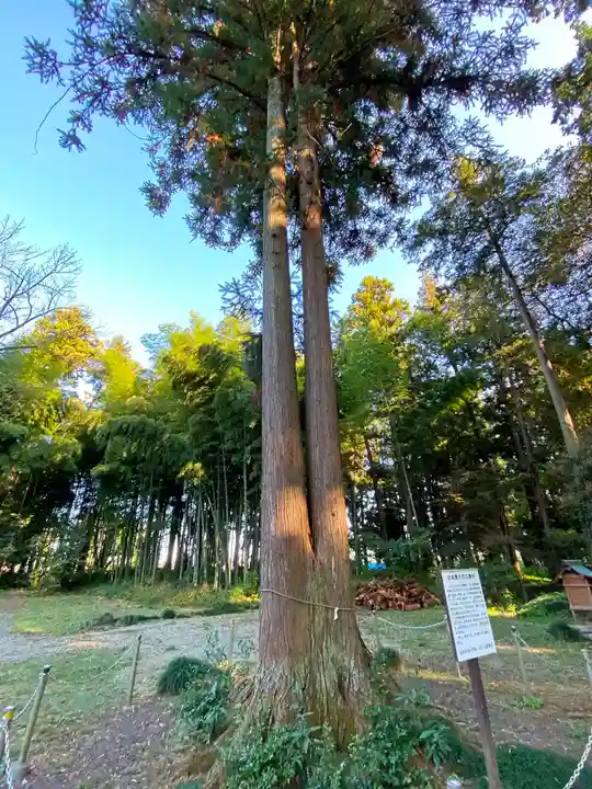 大神神社の自然