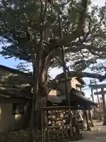 御霊神社の自然