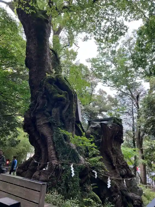 來宮神社の{uncategorized: "未分類", other: "その他", undefined: "問題あり", building: "その他建物", grave: "お墓", sacred_gate: "鳥居", guardian: "狛犬", statue: "像", buddha: "仏像", history: "歴史", nature: "自然", garden: "庭園", animal: "動物", pagoda: "塔", temizu: "手水舎", mountain_gate: "山門・神門", sanctuary: "本殿・本堂", subordinate: "末社・摂社", art: "芸術", scenery: "景色", jizo: "地蔵", ema: "絵馬", goshuin: "御朱印", omikuji: "おみくじ", items: "授与品その他", amulet: "お守り", goshuincho: "御朱印帳", eats: "食事", festival: "お祭り", votive_dance: "神楽", shichigosan: "七五三参", wedding: "結婚式", experience: "体験その他", initially: "初詣", around: "周辺", anti_infection: "感染症対策"}