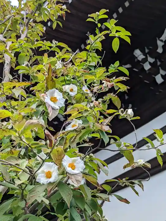 妙顯寺(妙顕寺)(京都府)