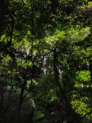 弁財天宮の自然